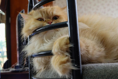 Close-up of a cat looking away at home