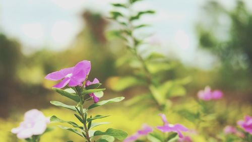 Close-up of pink flowers blooming outdoors