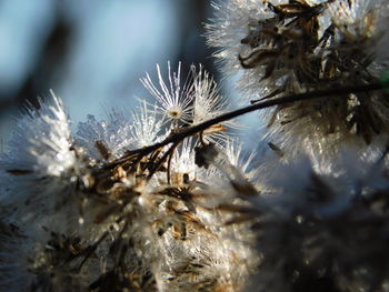 Close-up of pine tree during winter