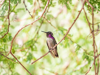 Low angle view of bird perching on branch