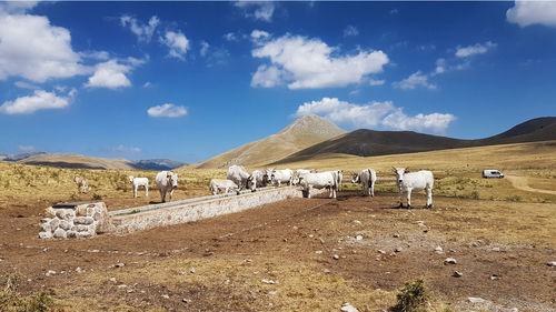 Horses on landscape against sky