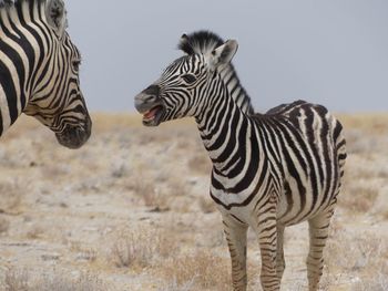 Zebras against sky