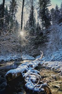 Frozen stream amidst trees in forest during winter