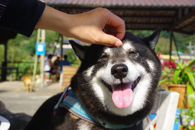 Cropped image of man with dog