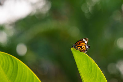 Close-up of butterfly on leaf