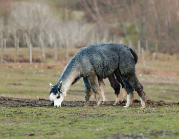 Alpaca eating grass in a meadow.