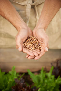 Midsection of man holding chestnuts