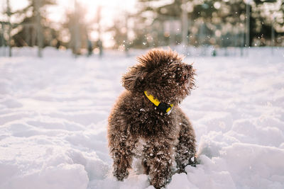 A brown beautiful spanish water dog having fun in the snowy park. the dog is trying to eat the snow.