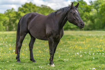 Horse standing in a field