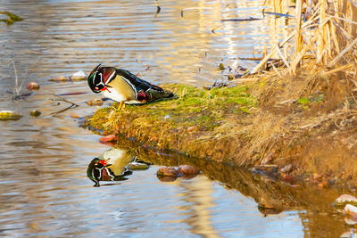 Two birds in a lake