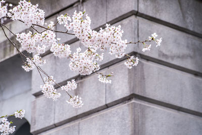 Cherry blossoms in spring