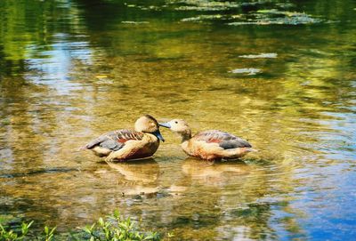 Ducks swimming in lake