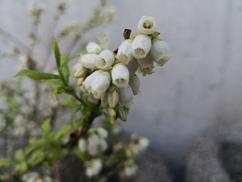 Close-up of white cherry blossom