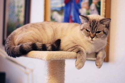 British shorthaired cat 