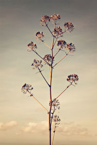 Low angle view of flowering plant against sky