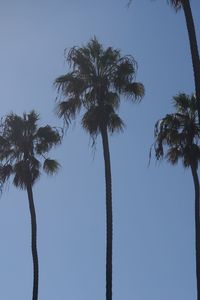 Low angle view of palm trees against clear blue sky