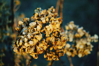 Close-up of wilted plant