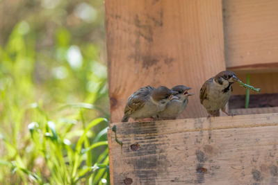 Isolated sparrow mother feeding her chicks