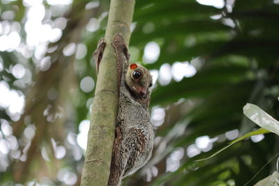 Close-up of lizard on tree