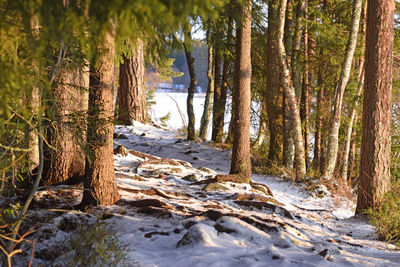 Trees growing in forest