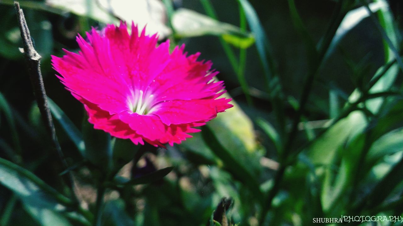 flower, petal, freshness, fragility, flower head, pink color, growth, close-up, beauty in nature, focus on foreground, single flower, blooming, plant, nature, pink, in bloom, selective focus, outdoors, leaf, day