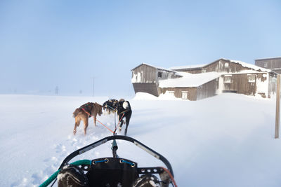 A beautiful husky dog team pulling a sled in beautiful norway morning scenery. 