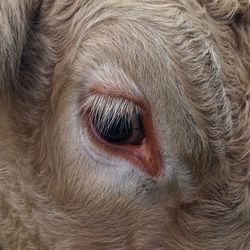 Extreme close up of animal eye