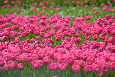 Full frame shot of pink flowers blooming in field