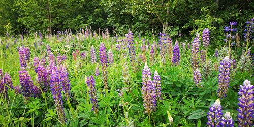 Purple flowering plants on field