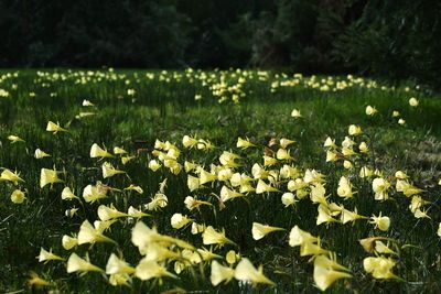 View of flowering plants and leaves on field