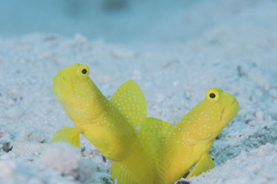 Close-up of yellow fish swimming in sea
