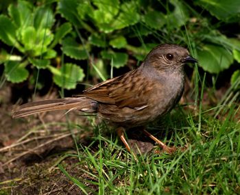 Close-up of bird perching on a field