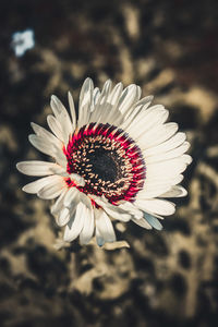 Close-up of red flower blooming outdoors