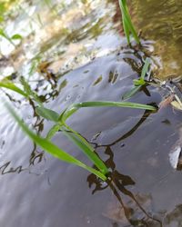 High angle view of leaves floating on lake