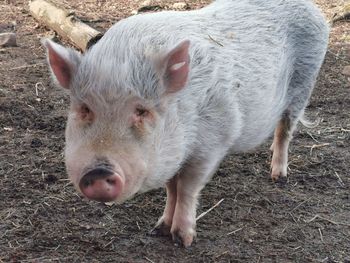 High angle view of pig standing on field