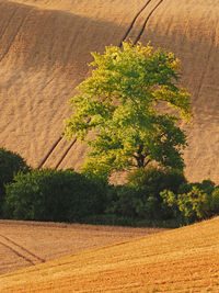 Plants growing on field