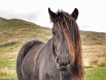 Horse. fell pony in a field