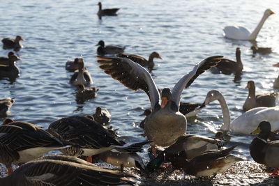 Birds in lake