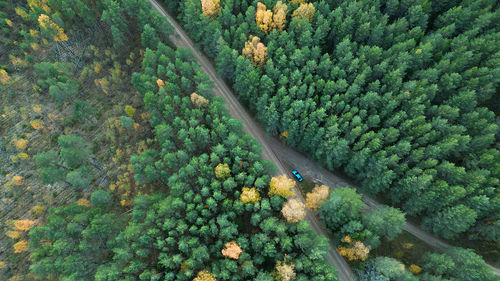 High angle view of road in the autumn forest 