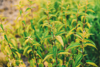 Close-up of fresh green plant on field