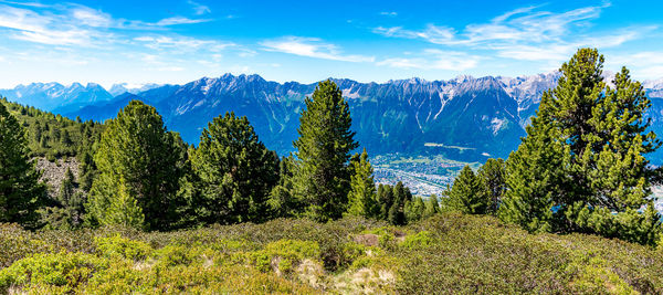 Scenic view of trees in forest against sky