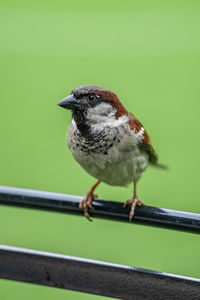 Close-up of bird perching on fence