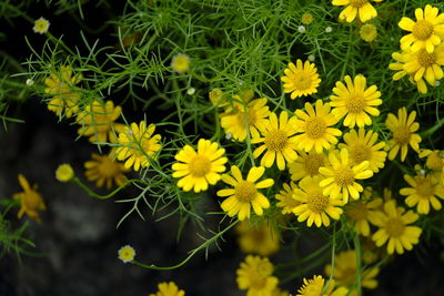 Close-up of yellow flowering plants