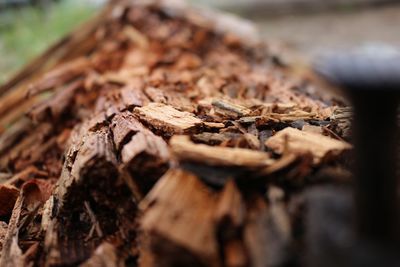 Close-up of dried leaves on wood in forest