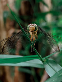 Close-up of insect on leaf