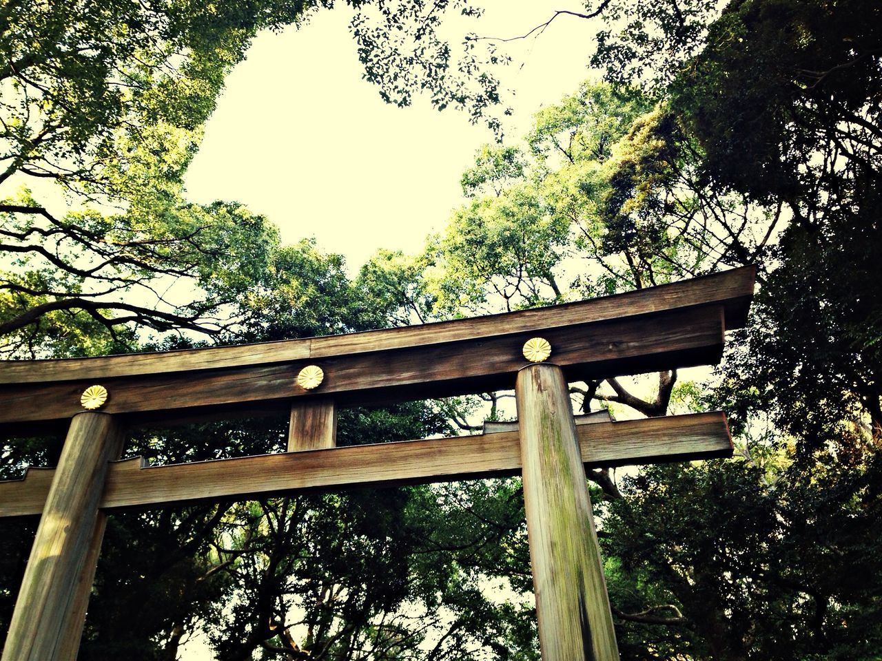 tree, low angle view, built structure, branch, growth, clear sky, architecture, railing, wood - material, nature, day, no people, sky, outdoors, metal, tranquility, gate, fence, forest, wooden