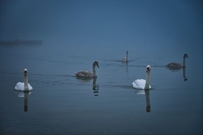 Swans swimming in lake