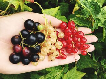 Cropped image of hand holding currants