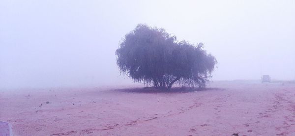 Tree on field against sky during winter