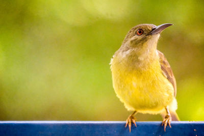 Close-up of bird perching on railing